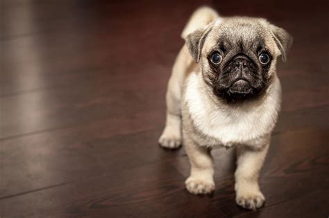 mi perro esta cojo|Qué hacer si mi perro cojea